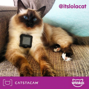 Catstacam